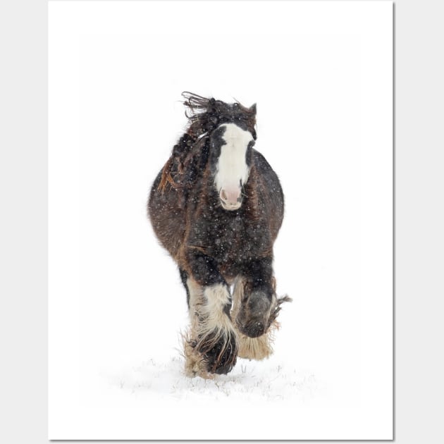 Clydesdale horse in winter Wall Art by Jim Cumming